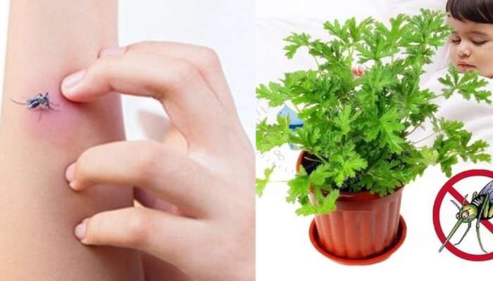 Repellent Plants: దోమలను దూరంగా ఉంచే అద్భుమైన మొక్కలు ఇవే!