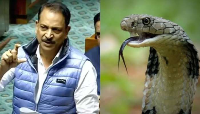 Snake bite: భారత్ లో ఏటా 40 లక్షల దాక పాము కాట్లు.. లోక్ సభలో సంచలన విషయాలు వెల్లడించిన ఎంపీ..