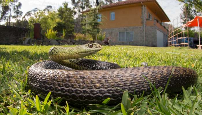 Snakes: పొరపాటున కూడా వీటిని ఇంట్లో ఉంచుకోవద్దు.. పాములకు గ్రీన్ కార్పెట్ వేసి ఇంటికి పిల్చినట్లే...!.