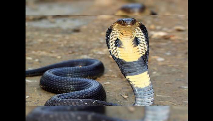 King Cobra Food: ఎలుకలు, కప్పలు కాదు బ్రదర్.. కింగ్ కోబ్రాకు ఇష్టమైన ఆహారం ఏంటో తెలుసా..!