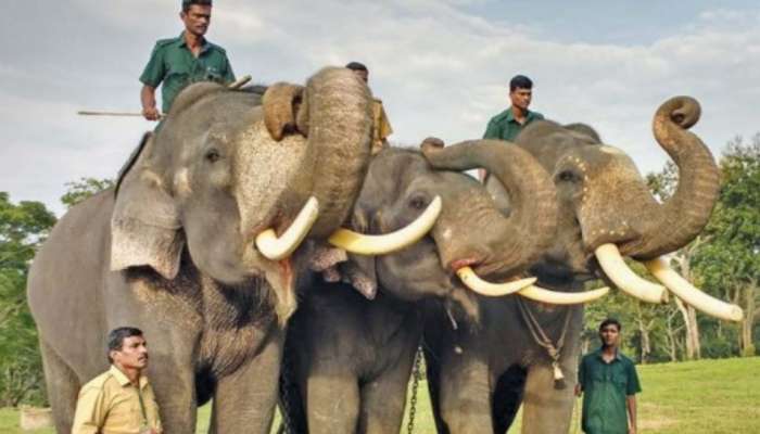 Kumki Elephants: కుమ్కీ ఏనుగుల కోసం పక్కారాష్ట్రానికి పవన్ కళ్యాణ్ .. వీటి స్పెషాలిటీ ఏంటో తెలుసా..?