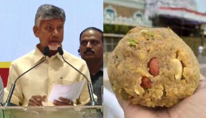 Chandrababu naidu: తిరుమల లడ్డులో ఎనిమల్ ఫ్యాట్.. సంచలన వ్యాఖ్యలు చేసిన  చంద్రబాబు..