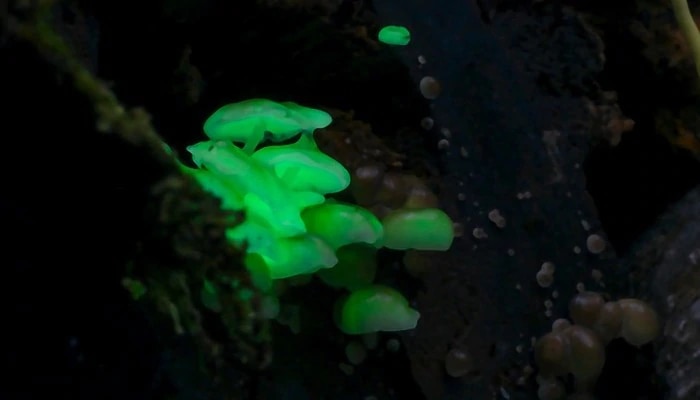 Luminescent Mushrooms: మిరిమిట్లు గొలిపే పుట్టగొడుగులను చూశారా ?