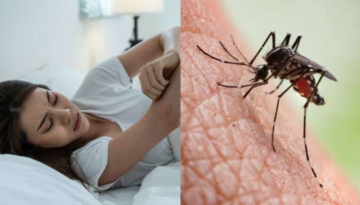 Get rid of mosquitoes: ఈ సింపుల్  టిప్స్ పాటిస్తే.. మీ ఇంట్లో ఉన్న దోమలన్ని పరార్..