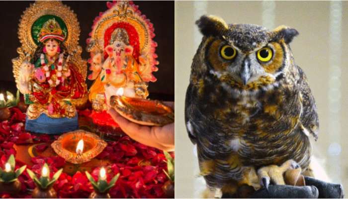 Owl Sacrifice: దీపావళిరోజు అక్కడి వాళ్లు గుడ్ల గూబల్ని బలిస్తారు.. దీని వెనకున్న ఈ రహస్యం మీకు తెలుసా..?