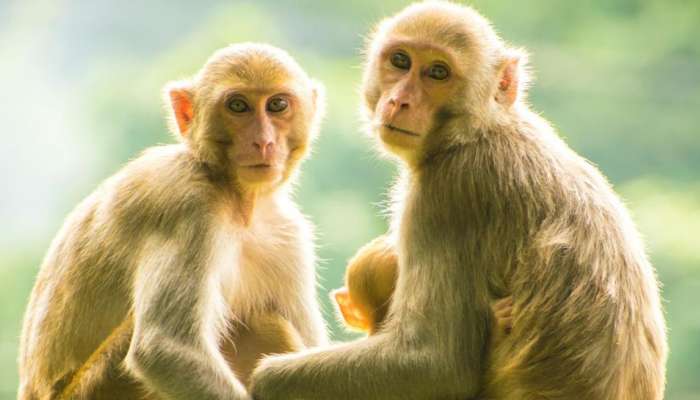 Monkey Trading: కోతులను అమ్మి డబ్బులు సంపాదిస్తున్న ఈ దేశం గురించి తెలుసా?