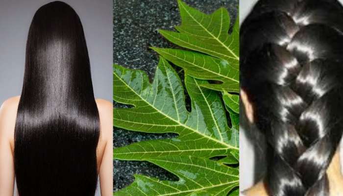 Hair Care Tips: జుట్టు పెరుగుదలకు బొప్పాయి ఆకులు దివ్యౌషధం!