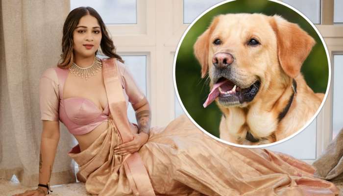 Dog Divorce: కుక్క కోసం విడిపోయిన హీరోయిన్‌.. ఇది సినిమా స్టోరీ కాదు యథార్థ సంఘటన