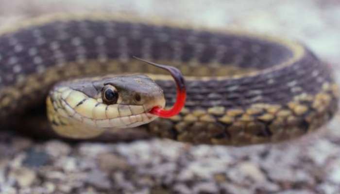 Snakes venom: ఈ మొక్కలతో పాము విషం బలాదూర్.. ఇలా పెంచుకోవాలంటున్న నిపుణులు..