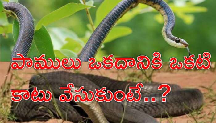 Snake News: ఒక పాము.. మరో పామును తింటే ఏం జరుగుతుంది? మీకు తెలుసా?
