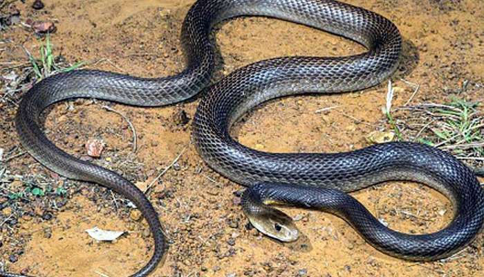 Snakes Pics: ఇండియాలో పాములెక్కువగా ఉండే రాష్ట్రమేది, ఏ పాము అత్యంత విషపూరితమైంది