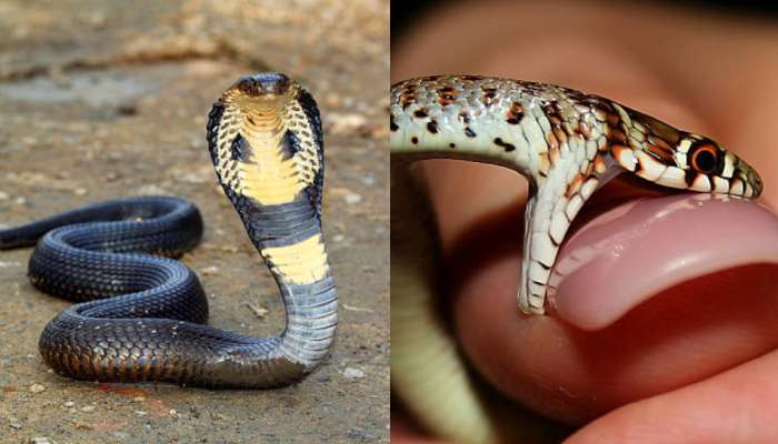 Venomous Snakes Facts: పాముల గురించి ఈ షాకింగ్ విషయాలు మీకు తెలుసా..?