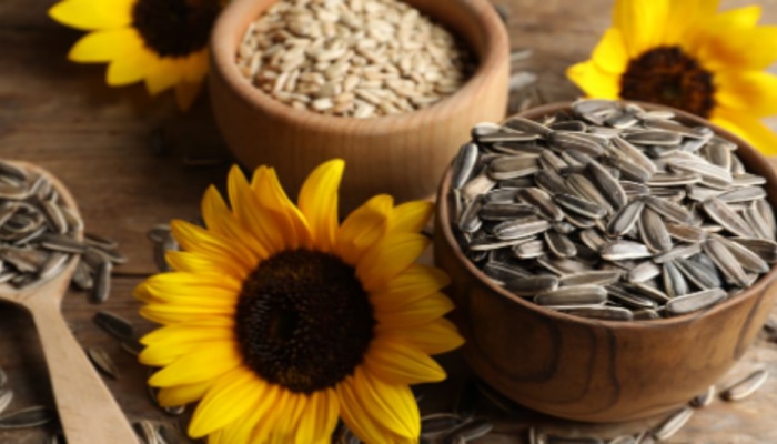 Sunflower Seeds Benefits: పొద్దుతిరుగుడు గింజలు తినడం వల్ల ఇన్ని లాభాలు ఉన్నాయా..!