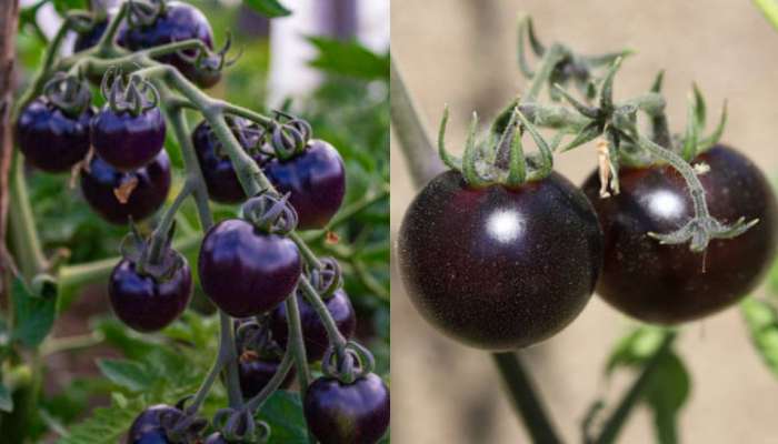 Black tomatoes: నల్ల టమాటా తినడం వల్ల కలిగే ఈ బెనిఫిట్స్ మీకు తెలుసా..?