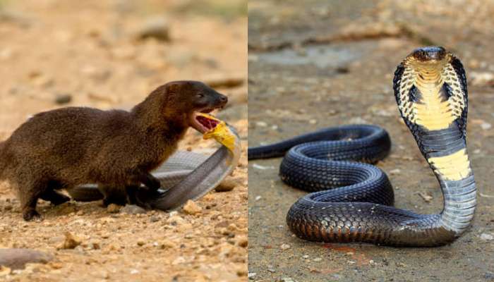 Snake vs Mongoose: పాములు, ముంగిసను కాటు వేసిన విషం ఎక్కదంటారు... దీని వెనుక ఉన్న సీక్రెట్ ఇదే..