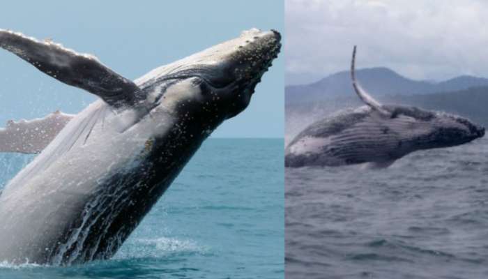 Male Humpback Whale: ఆడ తోడు కోసం మూడు సముద్రాలు దాటిన మగ తిమింగలం..!.. ఆశ్చర్యపోతున్న సైంటిస్టులు.. స్టోరీ ఇదే..