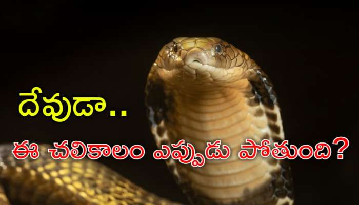 Snake Mystery: చలికాలంలో ఒక్క పాము ఎందుకో కనిపించదో తెలుసా? విస్తుపోయే నిజం ఇదే!