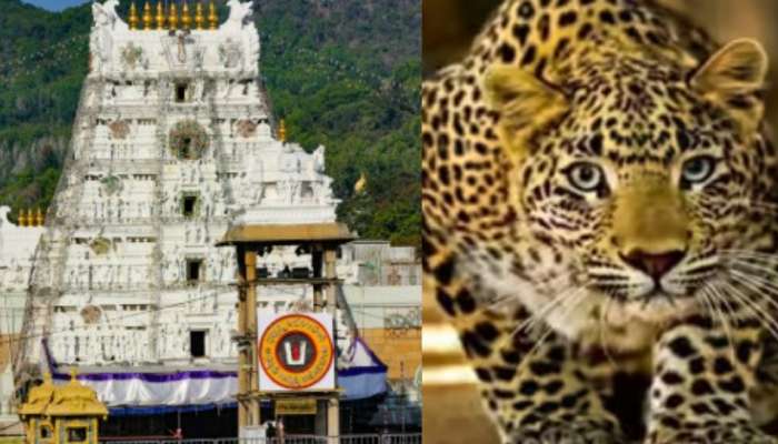 Tirumala: తిరుమల భక్తులకు భారీ శుభవార్త.. ఇక చిరుత దాడుల సమస్యలు తీరినట్లే.!. అధికారులు కీలక నిర్ణయం..