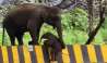 Elephant Viral Video: పిల్ల ఏనుగుకు డివైడర్ ఎక్కడం నేర్పించిన తల్లి ఏనుగు