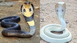King Cobra VS Swetha Naagu: కింగ్ కోబ్రా వర్సెస్ శ్వేత నాగు.. వీటిలో ఏది డెంజర్.. 