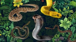 Snake: పాము శరీరంలోని ఈ భాగం ఇంట్లో పెట్టుకుంటే.. ఒక్కరాత్రిలోనే కోటీశ్వరులవ్వడం..